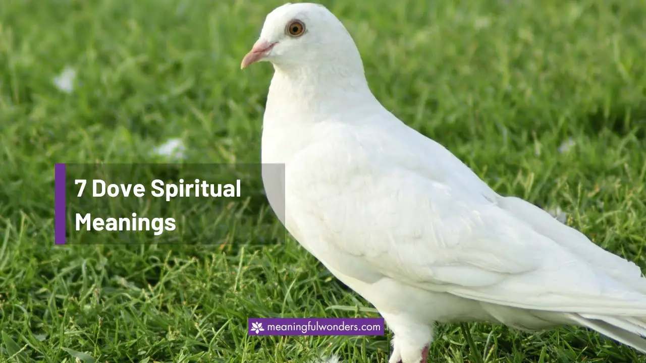 Dove Spiritual Meaning (Sign of Peace, Hope, and New Beginnings)