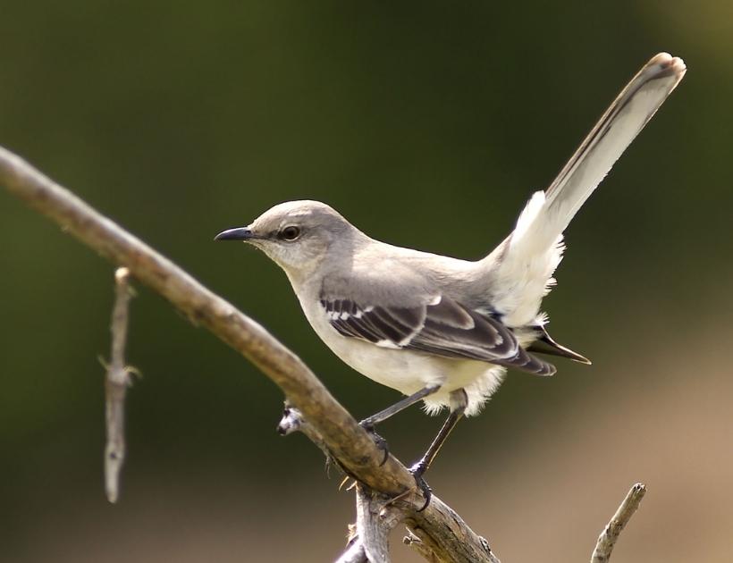 Mockingbird Symbolism In Hinduism