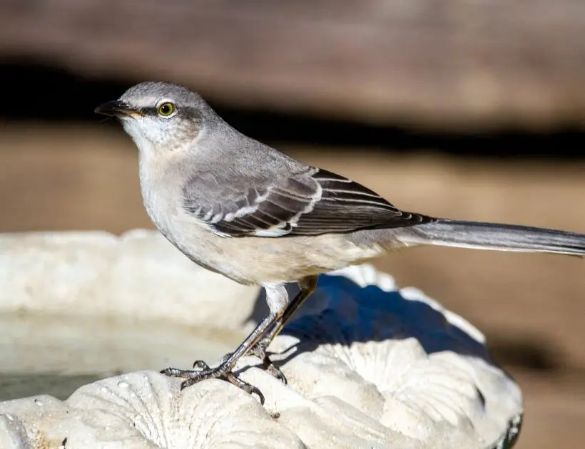 Mockingbird Symbolism In Native American Culture