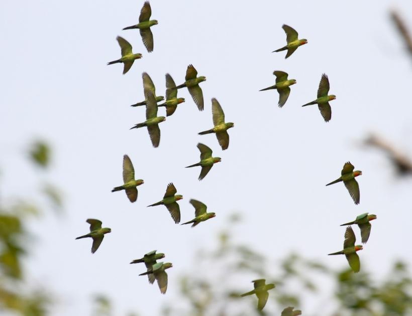 Parrots Flying as a Flock