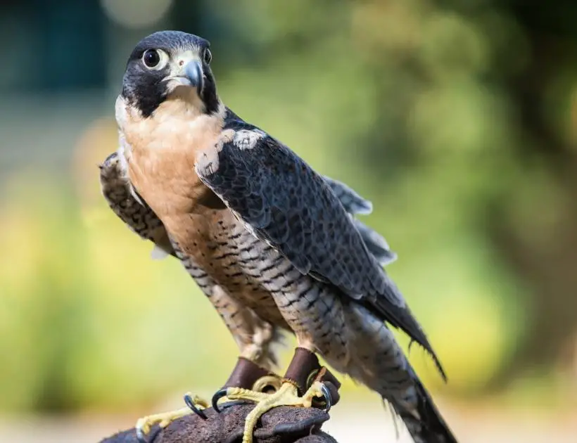 Peregrine Falcon Dream Meaning