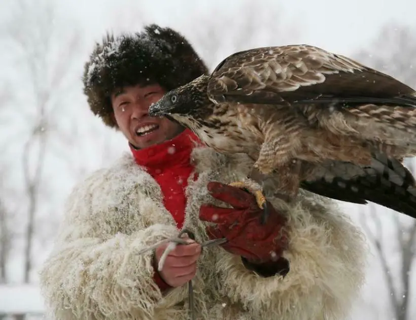 Peregrine Falcon In Chinese Culture