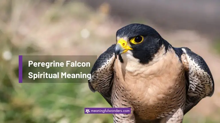 Peregrine Falcon Spiritual Meaning: 4 Powerful Positive & Negative Traits