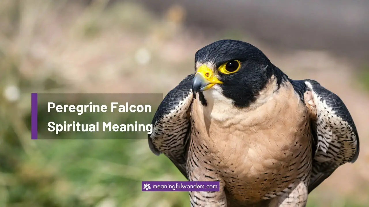 Peregrine Falcon Spiritual Meaning