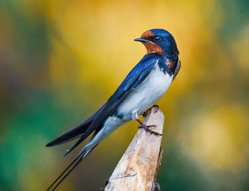 Blue Swallow Bird Symbolism