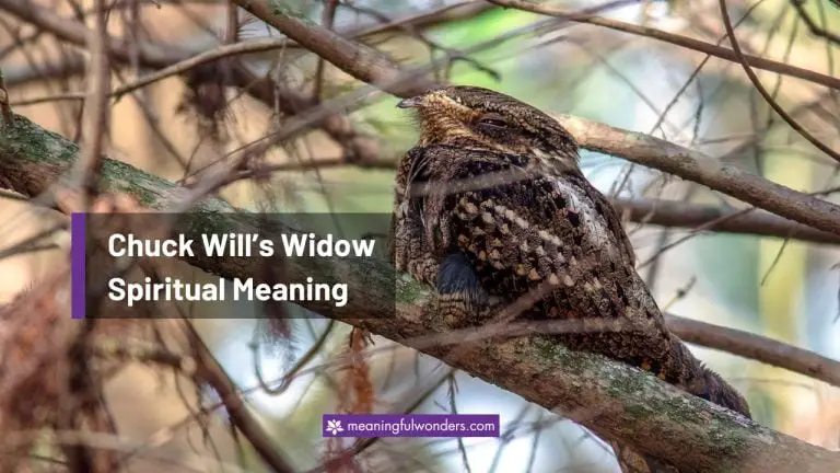Chuck Will’s Widow Spiritual Meaning: 8 Interpretations