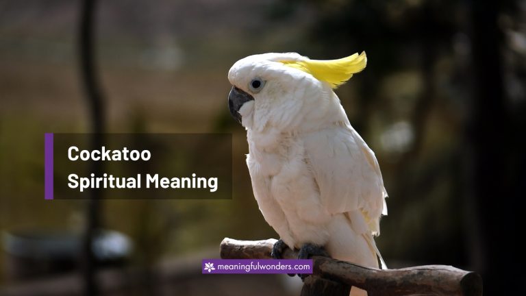 Cockatoo Spiritual Meaning: Discover the Valuable Life Lessons