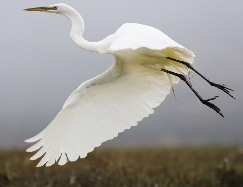 Crane Can Stay in the Air for Long Periods