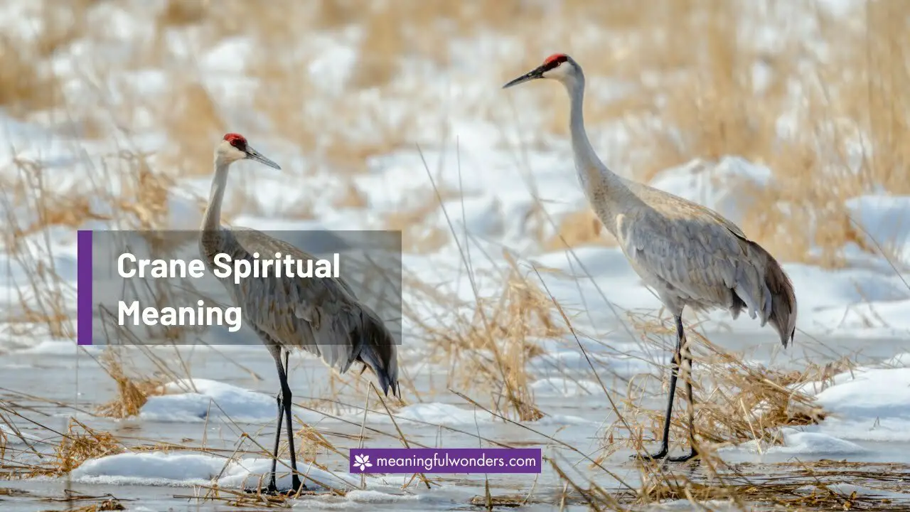 Crane Spiritual Meaning