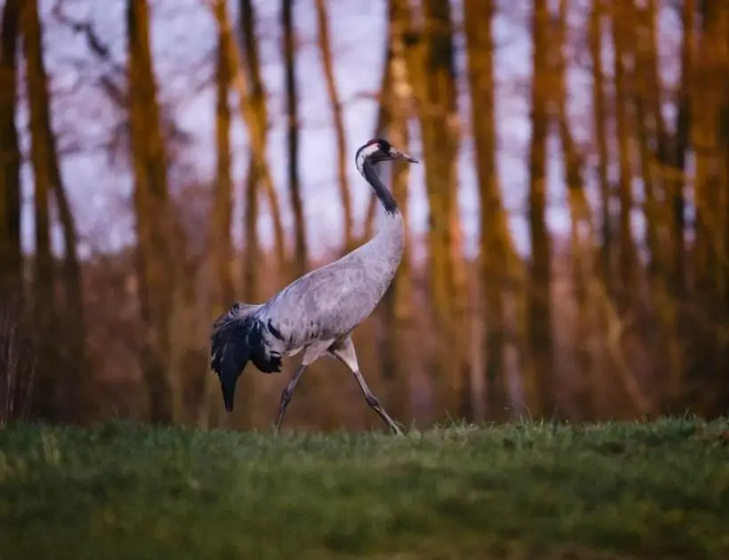 Crane Totem Animal