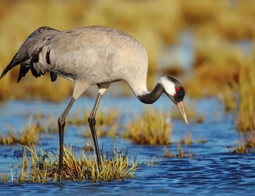 Crane in African Culture