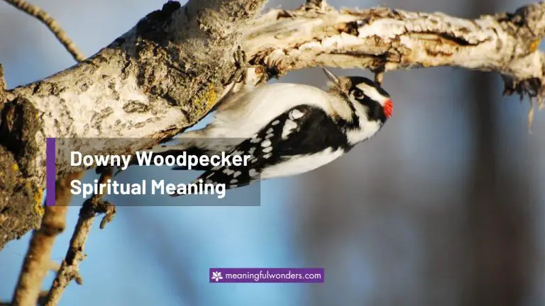 Downy Woodpecker Spiritual Meaning: 7 Messages of Growth
