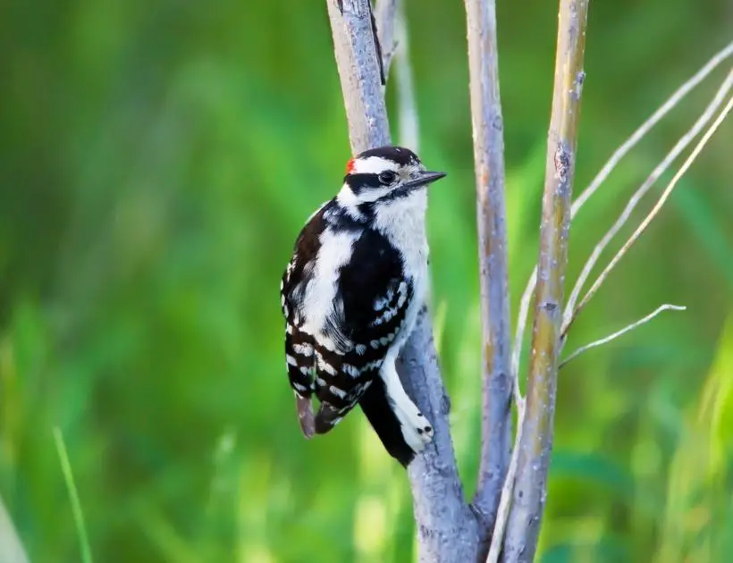 Downy Woodpecker as Spirit Animal