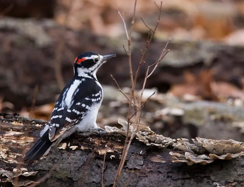 Downy Woodpecker as a Totem Animal