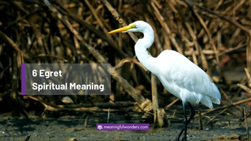 Egret Spiritual Meaning: Grace, Purity, and Renewal