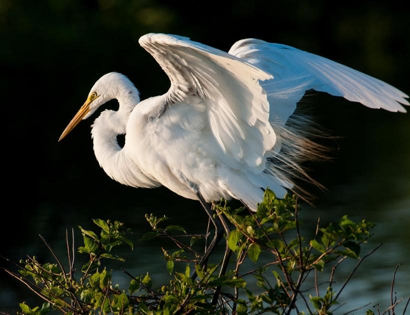 Egret as a Totem Animal
