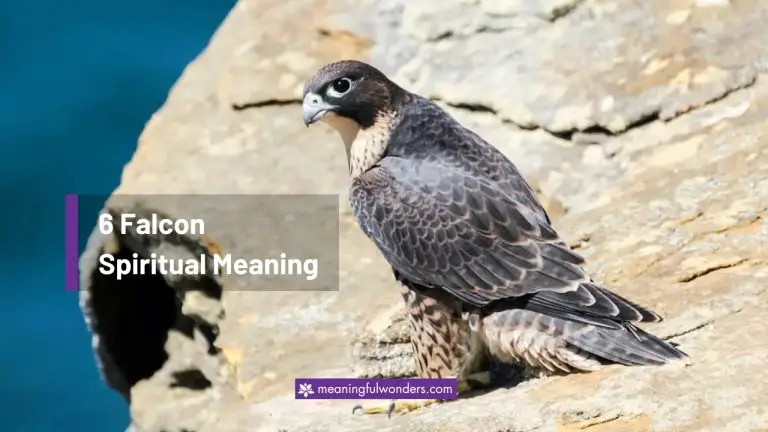 Falcon Spiritual Meaning: 6 Messages From the Spirit Guides