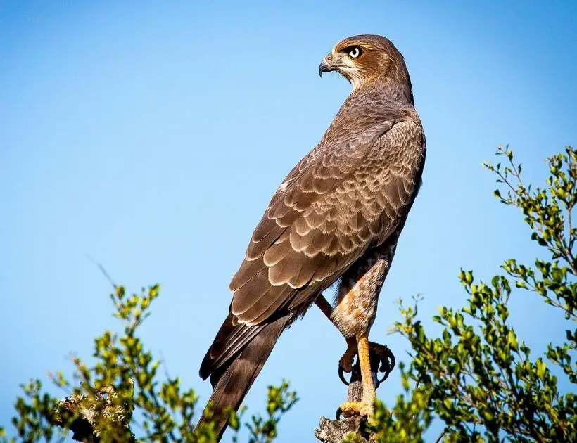 Falcon as a Totem Animal