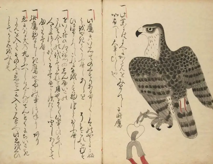 Falcon in Japanese Culture