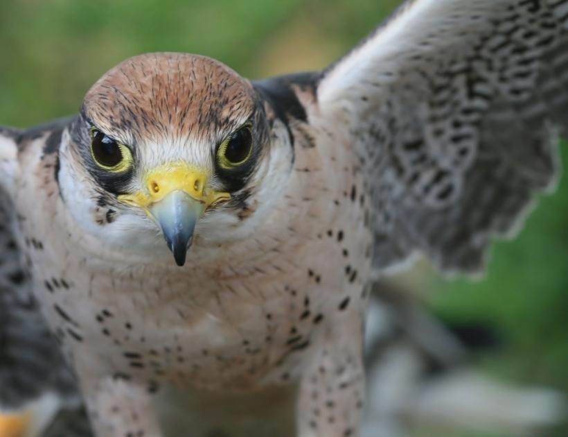 Falcons as Power Animal