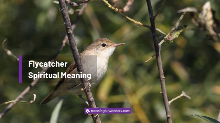 Flycatcher Spiritual Meaning | (Symbolism, Dreams & Omens)