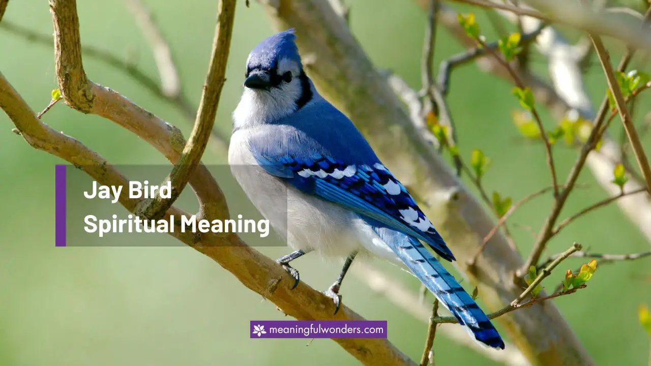 Jay Bird Spiritual Meaning