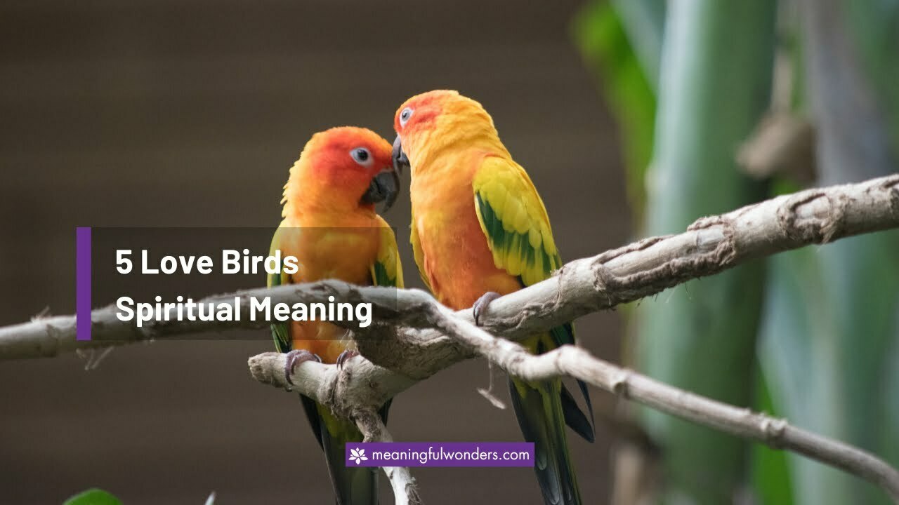 Love Birds Spiritual Meaning
