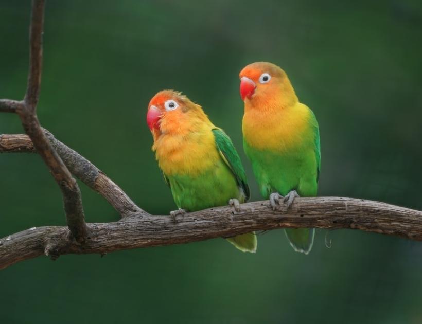 Love birds In Japanese Culture