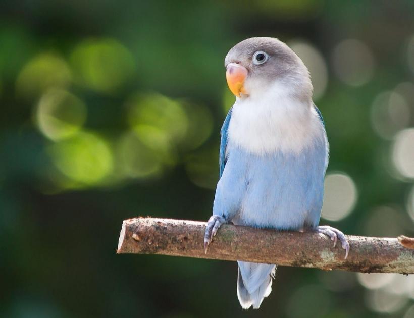 Lovebird As A Totem Animal