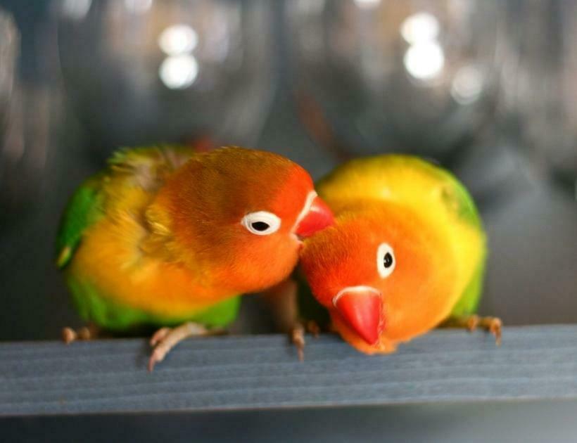 Lovebird Dream Meaning