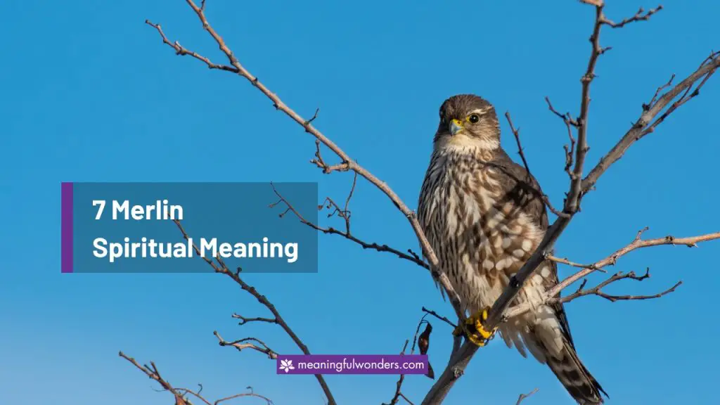 7 Merlin Spiritual Meaning: Gain Deep Insight Into Your Life