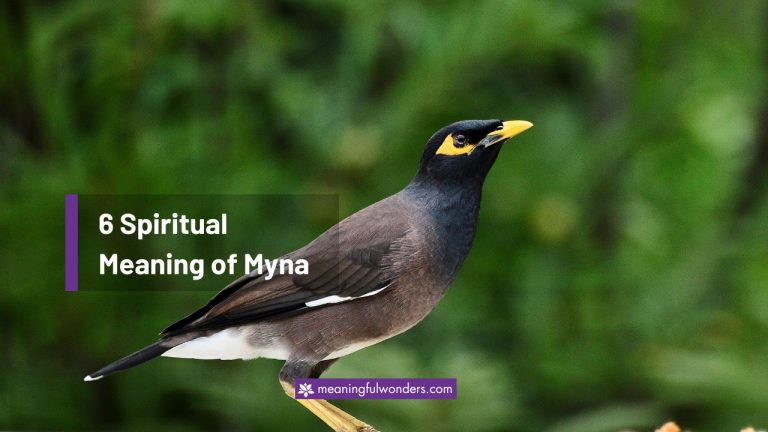 6 Myna Spiritual Meaning: Signs of Hope and Positivity