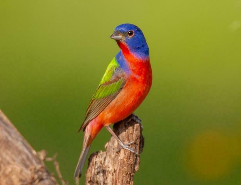 Painted Bunting Encounters and Omens