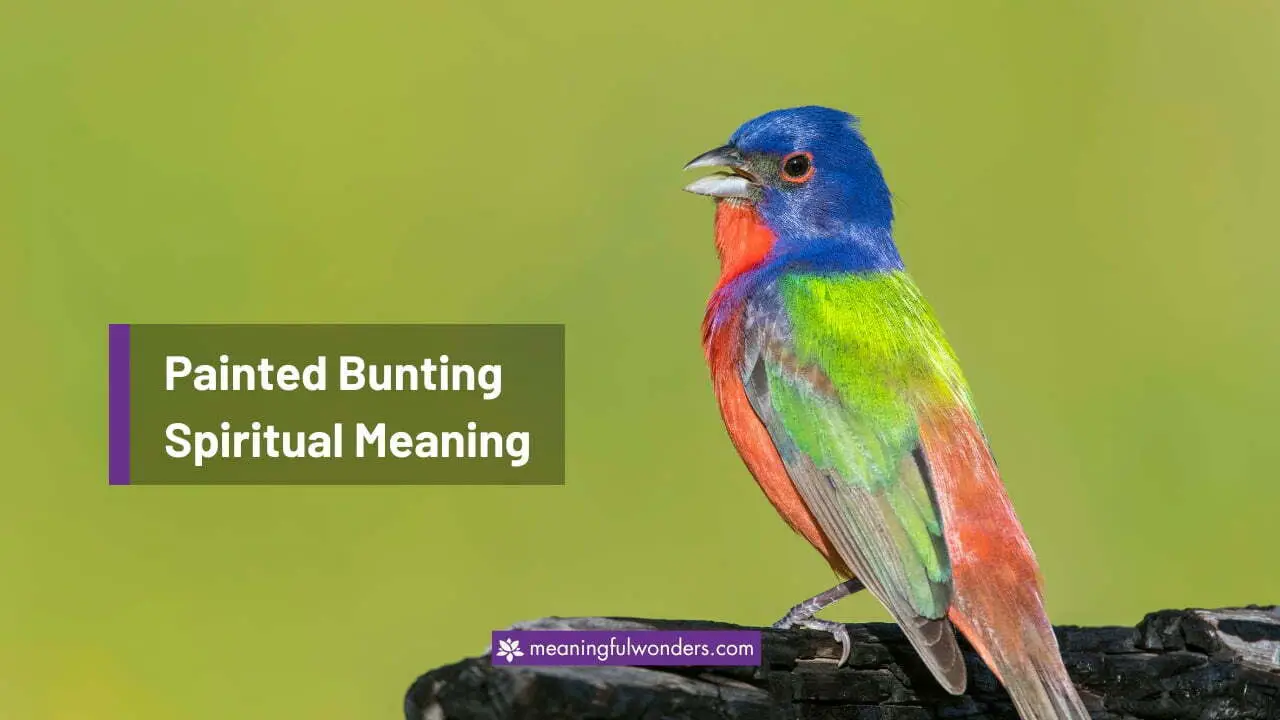 Painted Bunting Spiritual Meaning
