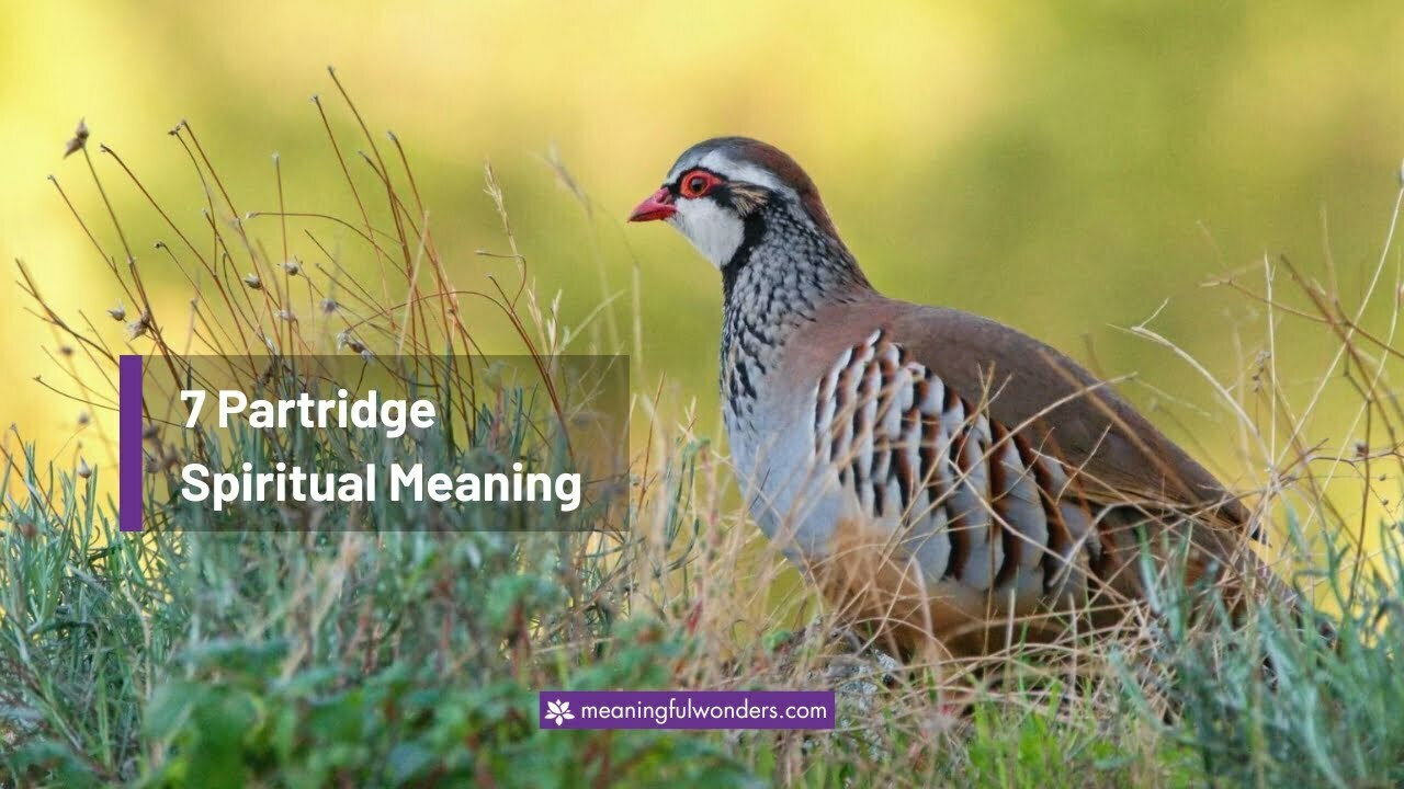 Partridge Spiritual Meaning
