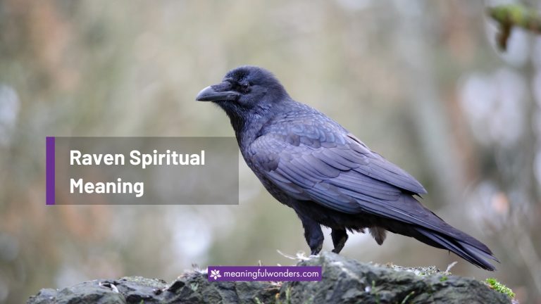 Raven Spiritual Meaning | (Symbols, Totem & Dreams)