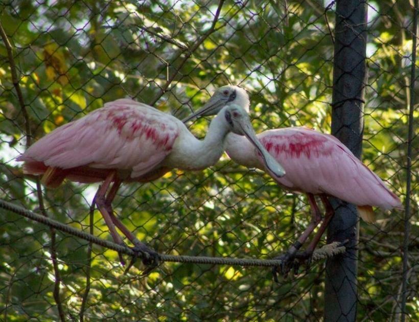 Roseate Spoonbill Encounters and Omens
