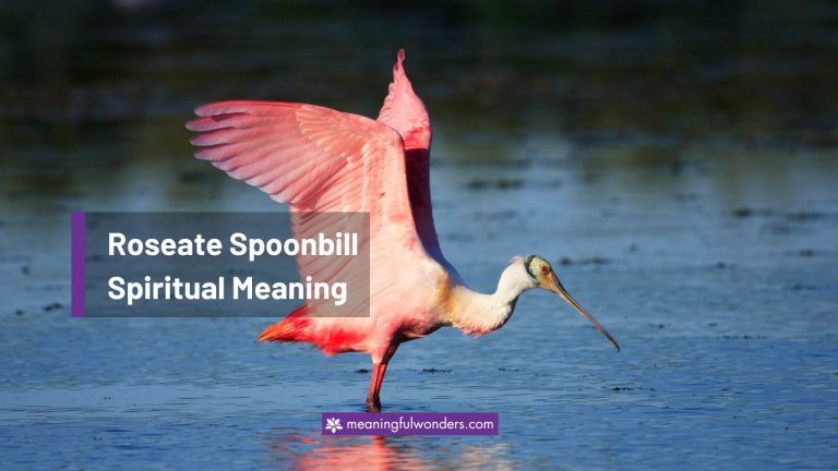 Roseate Spoonbill Spiritual Meaning: 8 Old Message About Love and Peace