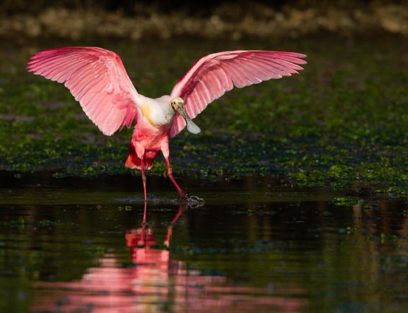 Roseate Spoonbill Tattoo Meaning