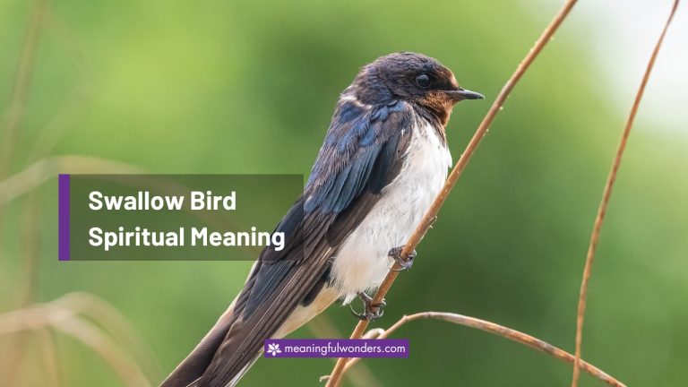Swallow Bird Spiritual Meaning: Know this to Reward Your Destiny