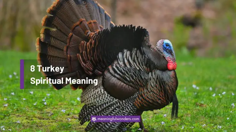 5 Turkey Spiritual Meaning: (With Dream & Color Meanings)