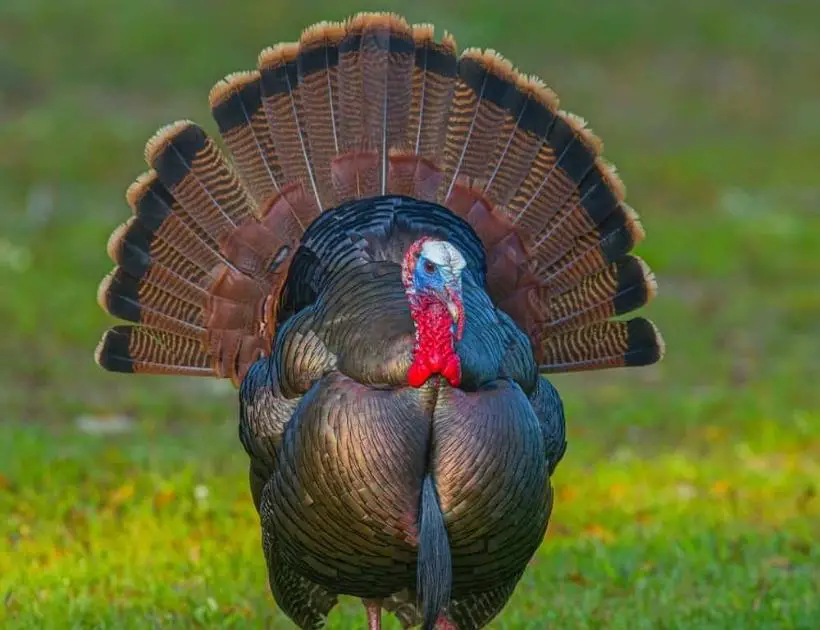 Wild Turkey Totem Animal