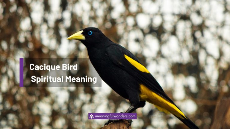 Cacique Bird Spiritual Meaning: Strive for the Best  Life