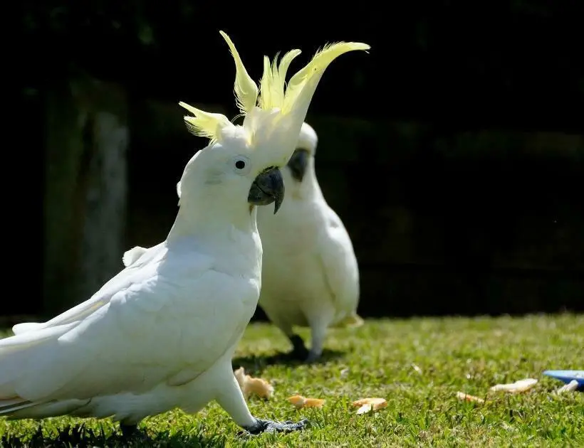 Cockatoo Encounters and Omens