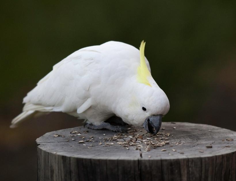 Cockatoo Totem Animal