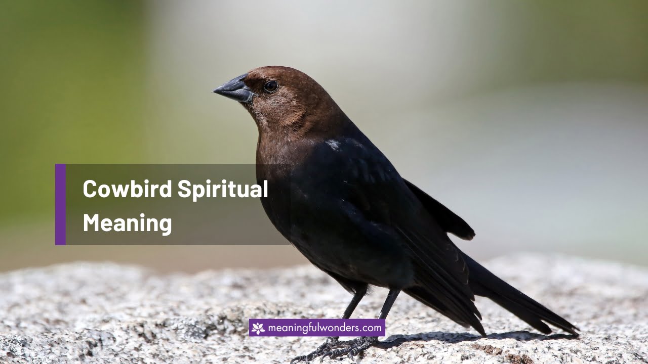Cowbird Spiritual Meaning