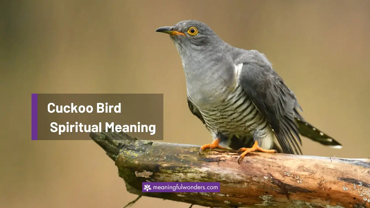 Cuckoo Bird Spiritual Meaning