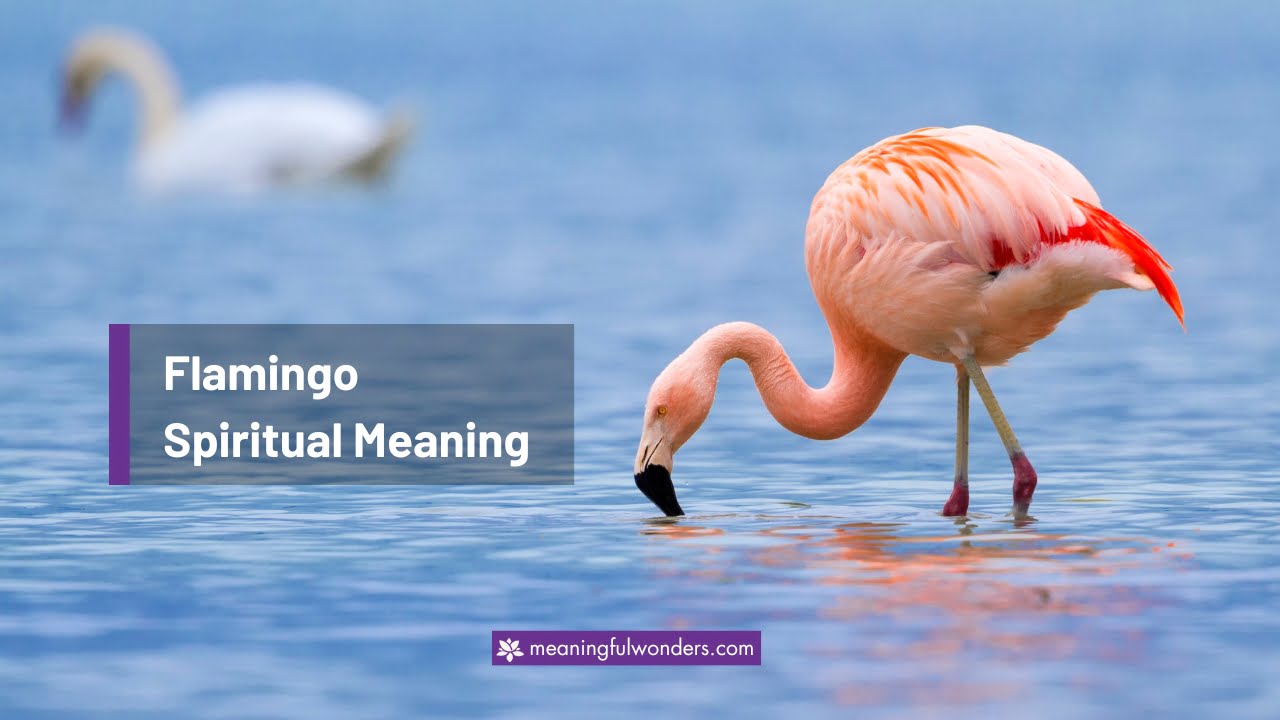 Flamingo Spiritual Meaning