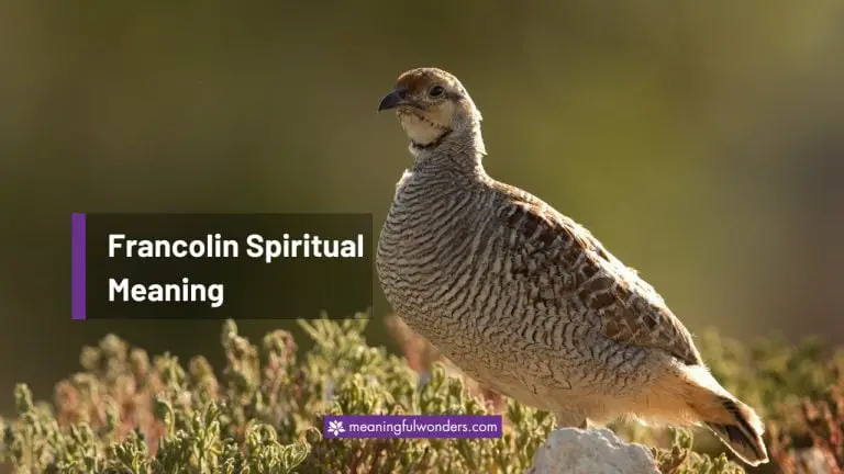 Francolin Spiritual Meaning: Symbol of Adaptability and Strength