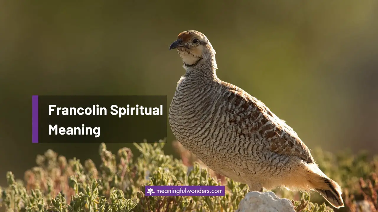 Francolin Spiritual Meaning